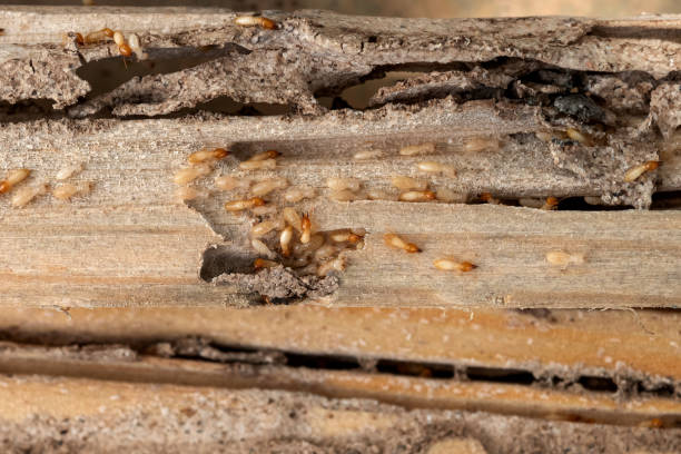 Best Pest Prevention Services  in North Fort Myers, FL